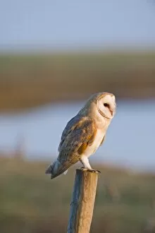 Images Dated 8th November 2009: Barn Owl tyto alba hunting Cley NWT Reserve North Norfolk January