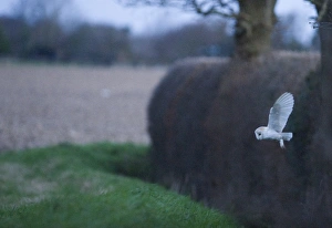 Barn Owl Tyto alba hunting along field edge Norfolk winter Barn Owl Tyto alba hunting along field edge Norfolk winter