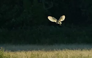 Images Dated 16th July 2006: Barn Owl, Tyto alba, hunting over grazing marshes, Cley North Norfolk, summer