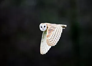 Images Dated 7th February 2008: Barn Owl Tyto alba hunting over meadow North Norfolk winter