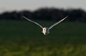 Barn Owl Tyto alba hunting North Norfolk December Barn Owl Tyto alba hunting North Norfolk December