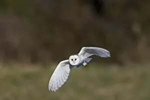 Images Dated 7th March 2010: Barn Owl Tyto alba hunting North Norfolk March