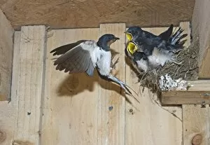 Barn Swallow Gallery: Barn Swallow Hirundo rustica feeding young in nest Cley Norfolk September