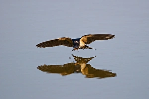 Images Dated 2009: August Collection