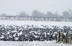 Barnacle Geese Branta leucopsis Solway Dumfries Scotland winter