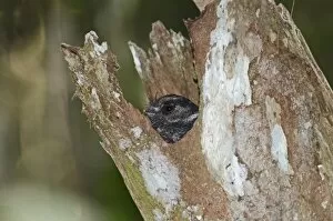 Related Images Gallery: Barred Owlet-Nightjar Aegotheles bennettii poking head out of roost tree Varirata