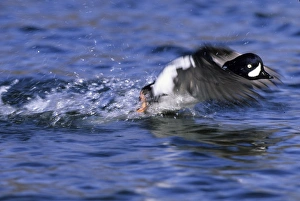 Barrows Goldeneye Bucephala islandica male taking off Iceland summer Barrows Goldeneye Bucephala islandica male taking off Iceland summer
