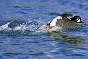 Barrows Goldeneye male taking off Lake Myvatn Iceland June Barrows Goldeneye male taking off Lake Myvatn Iceland June
