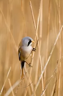 Images Dated 15th April 2006: Bearded Tit Panurus biarmicus male in reedbed Titchwell RSPB Reserve Norfolk April