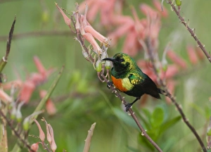 Beautiful Sunbird Nectarinia pulchella male Baringo Kenya Beautiful Sunbird Nectarinia pulchella male Baringo Kenya