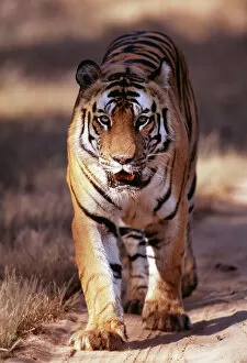 Bengal Tiger Gallery: Bengal Tiger, Panthera tigris, male, Bandavgarh National Park, India