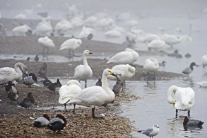 Bewicks Swan Cygnus columbianus Slimbridge Glos winter Bewicks Swan Cygnus columbianus Slimbridge Glos winter