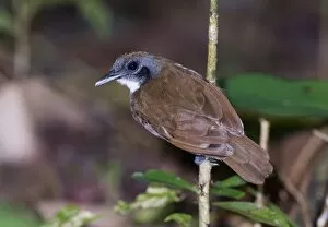 Images Dated 19th November 2005: Bicolored Antbird (Gimnopithys leucaspis bicolor) at ant swarm Pipeline Road Soberiana