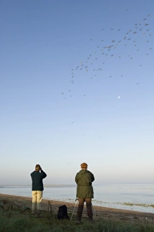 Images Dated 10th September 2006: Bird watchers watching Knot and other waders stream off The Wash ats the tide rises