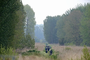 Birders looking for Golden Orioles in poplar plantation at Lakenheath RSPB Reserve