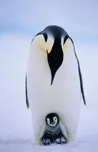 Bird Prints: Emperor Penguin Chick Print, Weddell Sea Antarctica