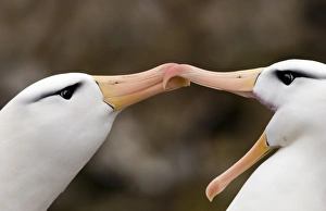 Black-browed Albatross Thalassarche melanophrys pair in courtship display New Island