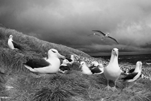 Images Dated 14th November 2006: Black-browed Albatross Thalassarche melanophrys Steeple Jason Island Falklands November