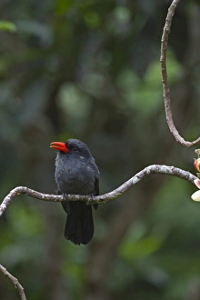 Black-fronted Nunbird Monasa nigifrons Iquitos Amazon Peru Black-fronted Nunbird Monasa nigifrons Iquitos Amazon Peru