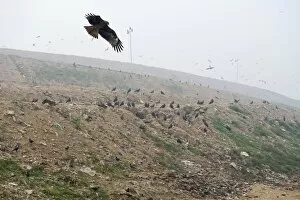 Black Kites Gallery: Black Kites Milvus migrans at Ghazipur rubbish fump one of the largest dumps on earth