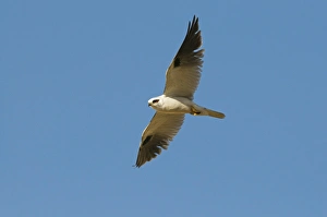 Black-shouldered Kite Elanus notatus Queensland Australia Black-shouldered Kite Elanus notatus Queensland Australia