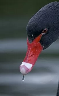Images Dated 16th January 2005: Black Swan close up of head Australia