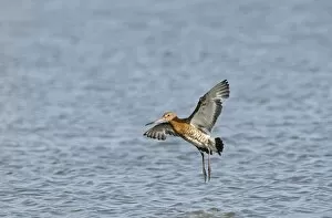 Images Dated 28th July 2009: Black-tailed Godwit Limosa limosa Cley Norfolk July