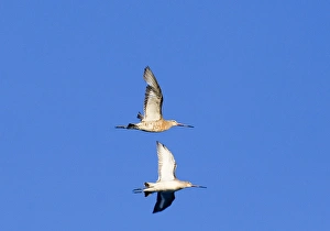 Images Dated 10th September 2006: Black-tailed Godwits, Norfolk, September