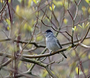 Blackcap Sylvia atricapilla, in song kent april Blackcap Sylvia atricapilla, in song kent april