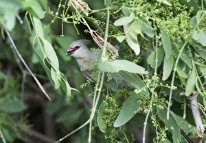 Blue-naped Mousebird Urocolius macrourus Samburu Kenya Blue-naped Mousebird Urocolius macrourus Samburu Kenya