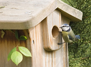 Blue Tit Parus caeruleus at nestbox in garden Kent spring Blue Tit Parus caeruleus at nestbox in garden Kent spring