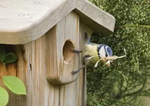 Images Dated 13th April 2006: Blue Tit Parus caeruleus at nestbox with nest material in garden Kent spring