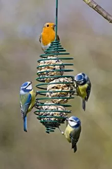 Images Dated 17th March 2005: Blue Tits and Robin on fat feeder Kent UK winter