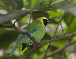 Blue-winged Leafbird (Chloropsis cochinchinensis) India Blue-winged Leafbird (Chloropsis cochinchinensis) India
