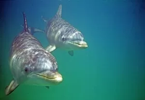 Images Dated 15th November 2009: Bottlenose Dolphins, Tursiops truncatus Caribbean