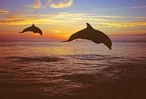 Images Dated 15th November 2009: Bottlenose Dolphins, Tursiops truncatus Caribbean