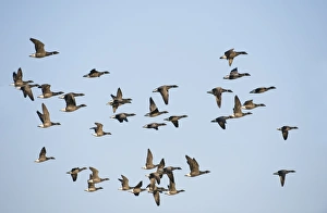 Brent Geese Branta bernicla Salthouse Norfolk winter Brent Geese Branta bernicla Salthouse Norfolk winter