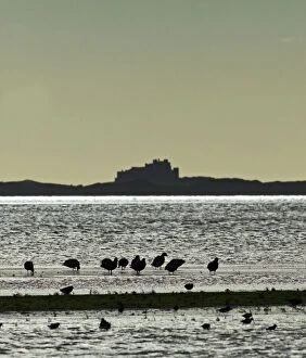 Images Dated 20th November 2009: Brent Geese, Lindisfarne, Northumberland