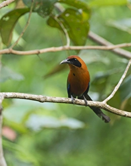Broad-billed Motmot Electron platyrhynchum Tambopata Peru Broad-billed Motmot Electron platyrhynchum Tambopata Peru