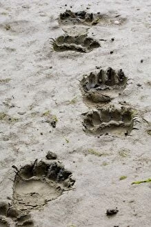 Images Dated 29th August 2005: Brown Bear Ursos arctos footprints Katmai Alaska August