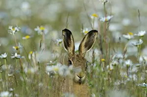 Meadow Gallery: Brown Hare Lepus europaeus in meadow in summer Norfolk UK