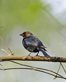 Brown-headed Cowbird Molothrus ater New Jersey USA Brown-headed Cowbird Molothrus ater New Jersey USA