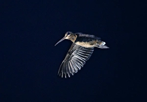 Sandpipers Gallery: 