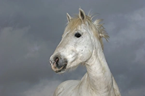 Camargue White Horses stallions Camargue France Camargue White Horses stallions Camargue France