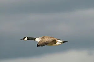 Images Dated 2009: February Collection