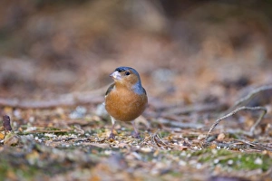 Chaffinch Fringilla coelebs male Scotland winter Chaffinch Fringilla coelebs male Scotland winter