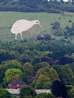 Images Dated 24th September 2010: Chalk Kiwi on Beacon Hill above Bulford Wiltshire Kiwi was constructed to commemorate