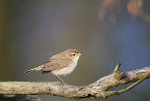 Chiffchaff Phylloscopus collybita Cley Norfolk April Chiffchaff Phylloscopus collybita Cley Norfolk April