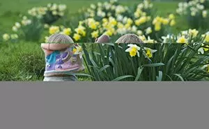 Images Dated 13th April 2009: Children on Easter egg hunt among daffodils at Easter UK