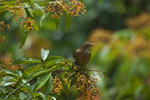 Clay-coloured Robin Turdus grayi La Selva Costa Rica Clay-coloured Robin Turdus grayi La Selva Costa Rica